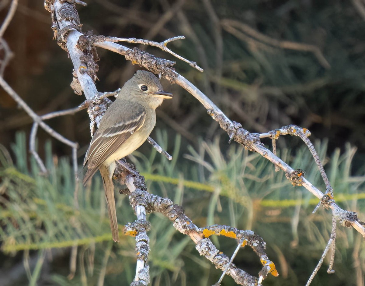 Western Flycatcher - ML621415967