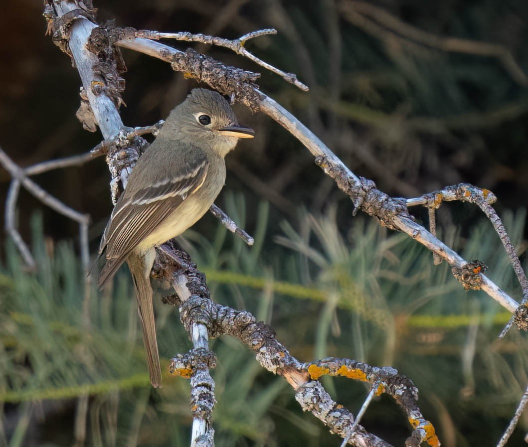 Western Flycatcher - ML621415969