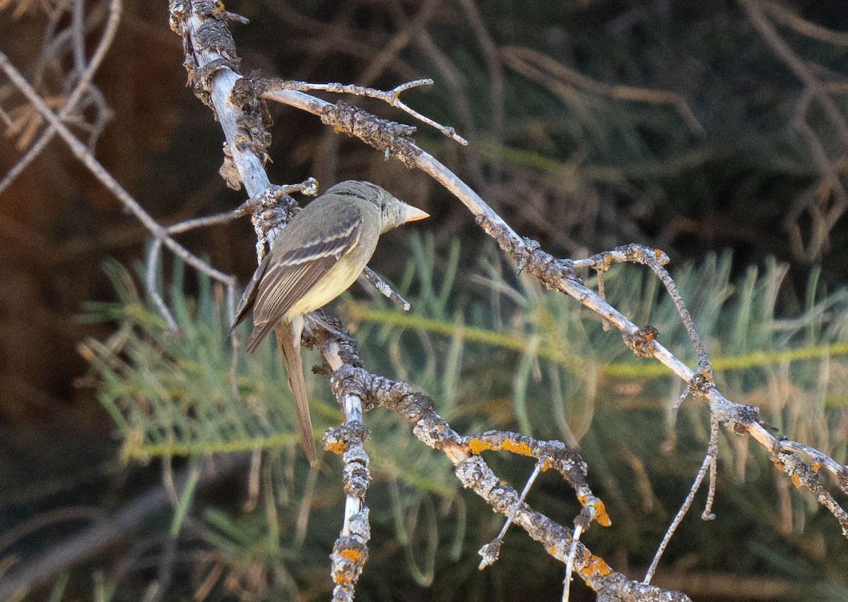 Western Flycatcher - ML621415974