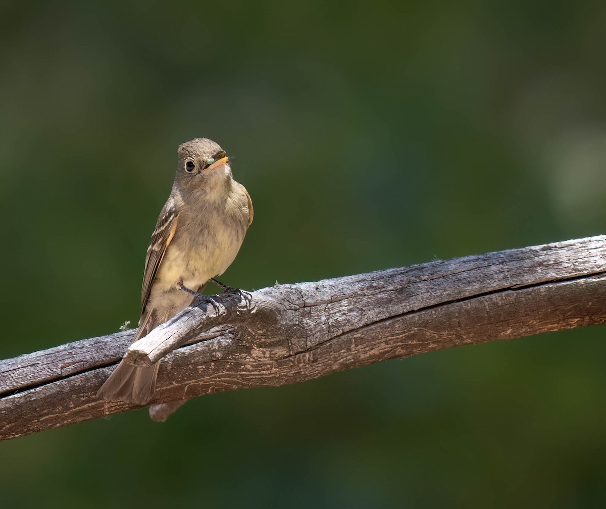 Western Flycatcher - ML621415983