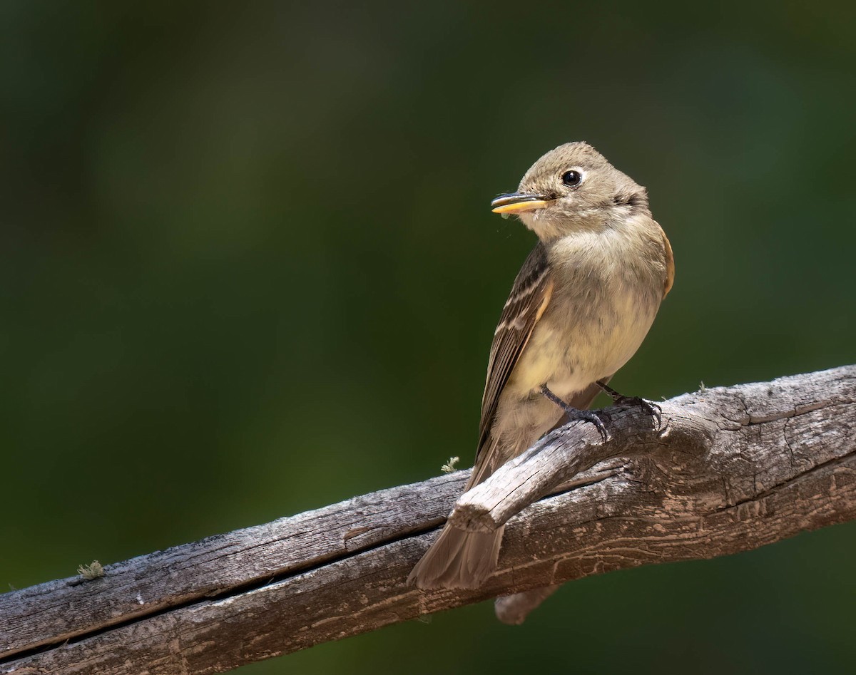 Western Flycatcher - ML621415987