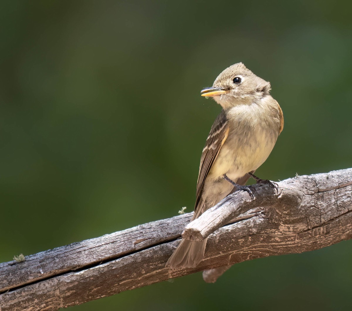 Western Flycatcher - ML621415990