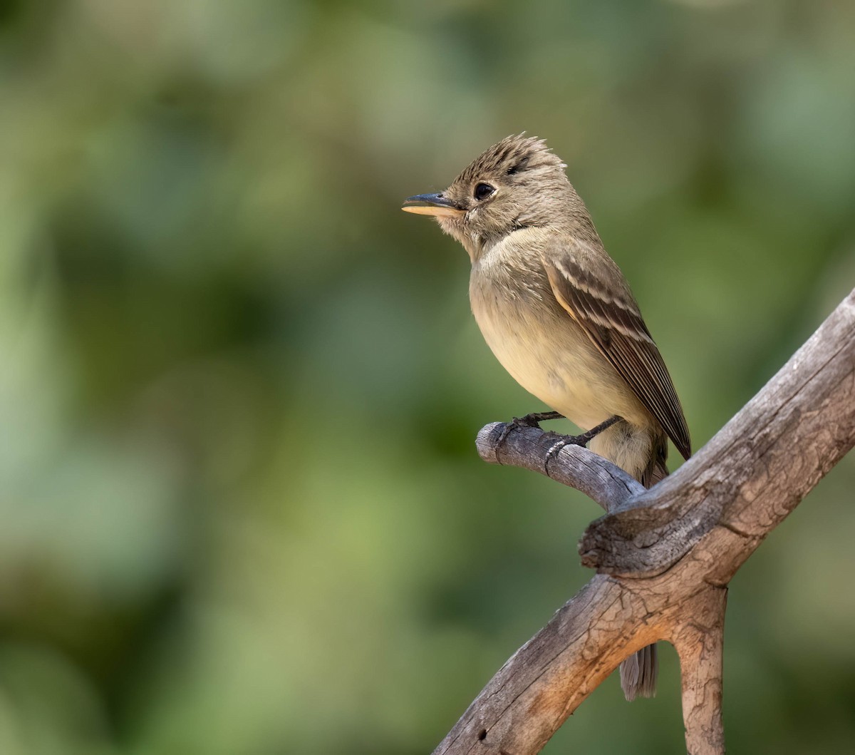 Western Flycatcher - ML621415993