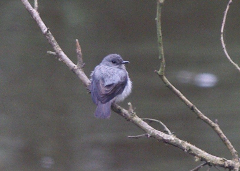 Cassin's Flycatcher - ML621415996