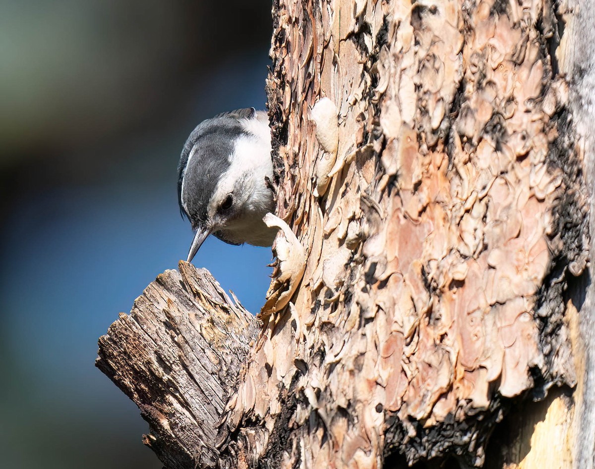 White-breasted Nuthatch - ML621416004