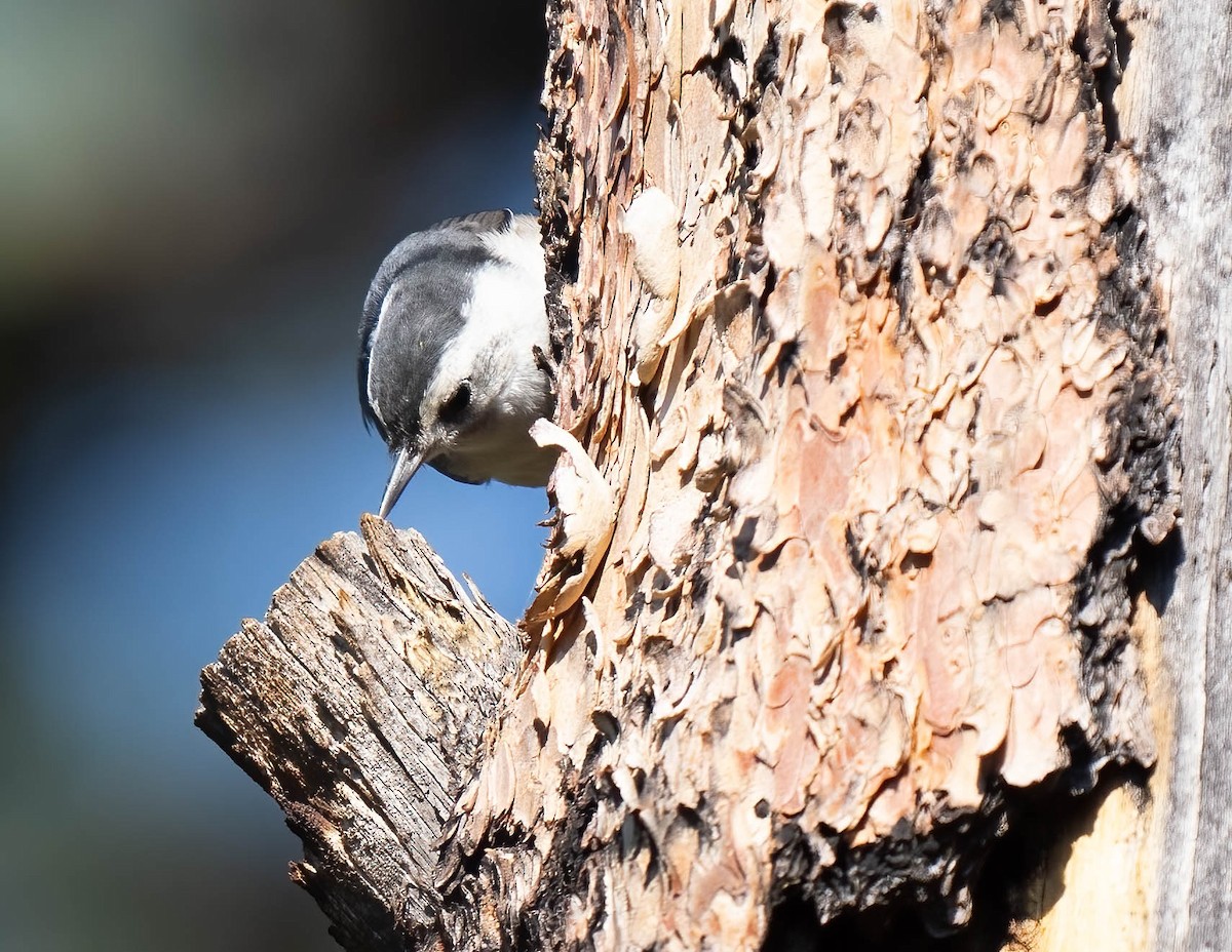 White-breasted Nuthatch - ML621416005