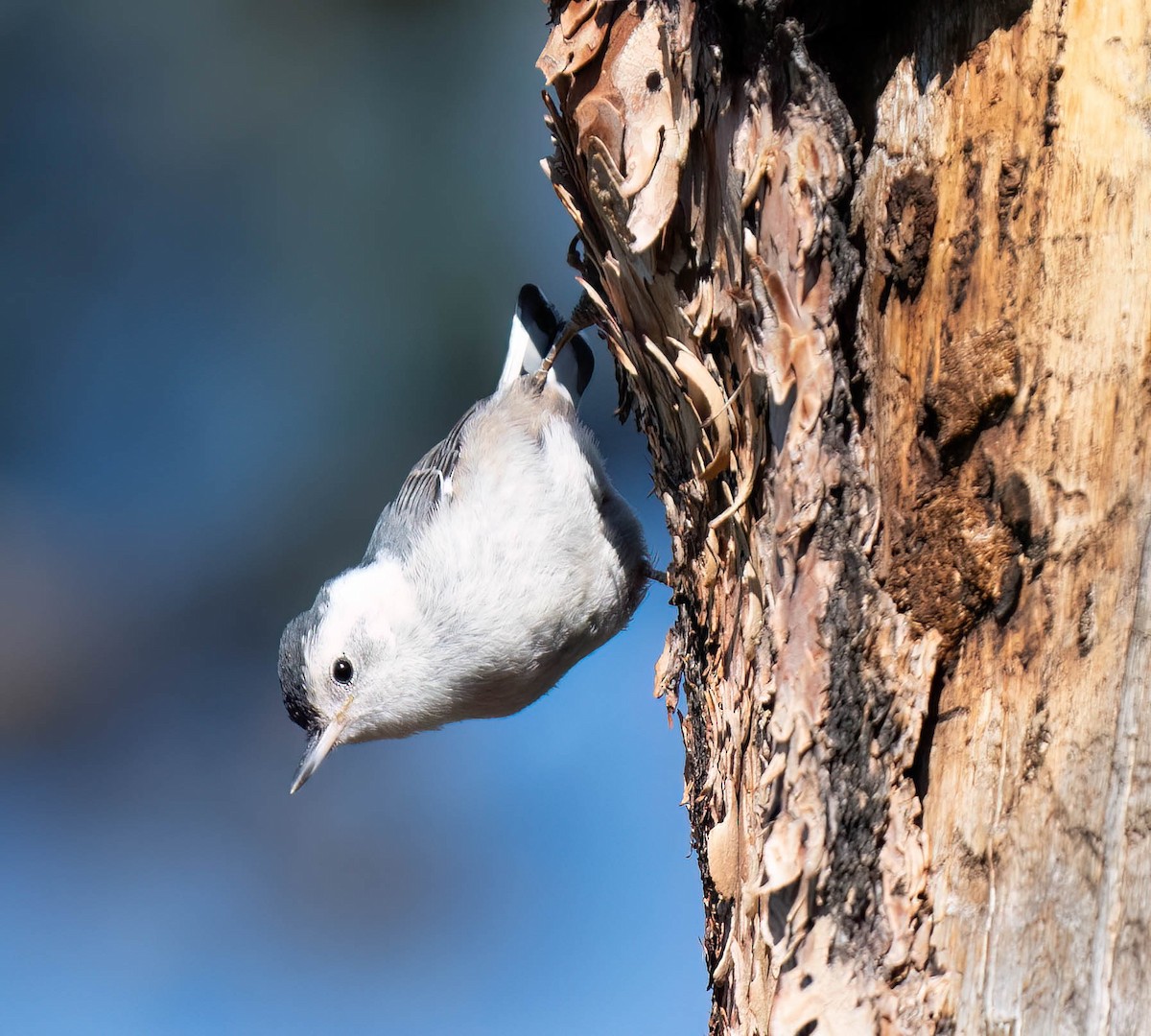 White-breasted Nuthatch - ML621416006