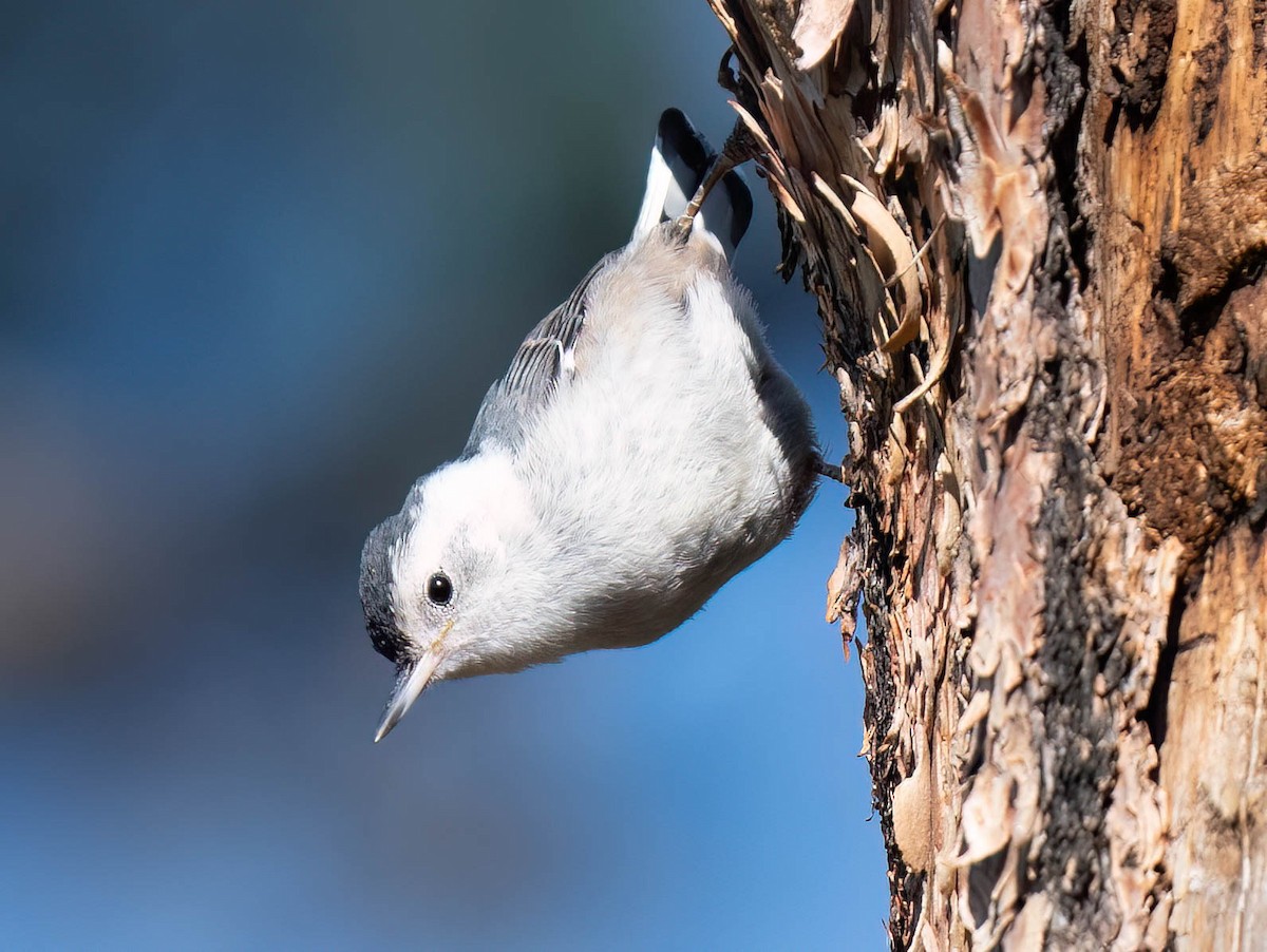 White-breasted Nuthatch - ML621416007
