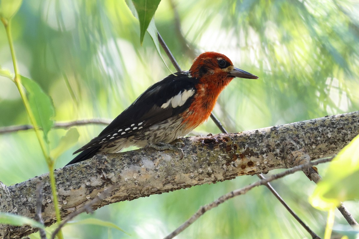 Red-breasted Sapsucker - ML621416027