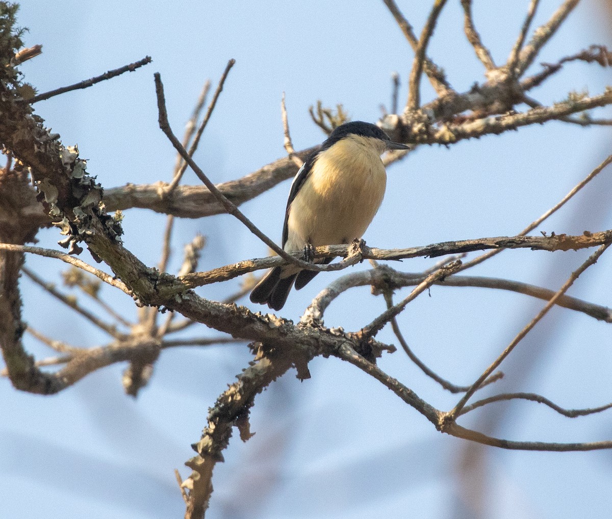 Yellow-bellied Hyliota - William Price