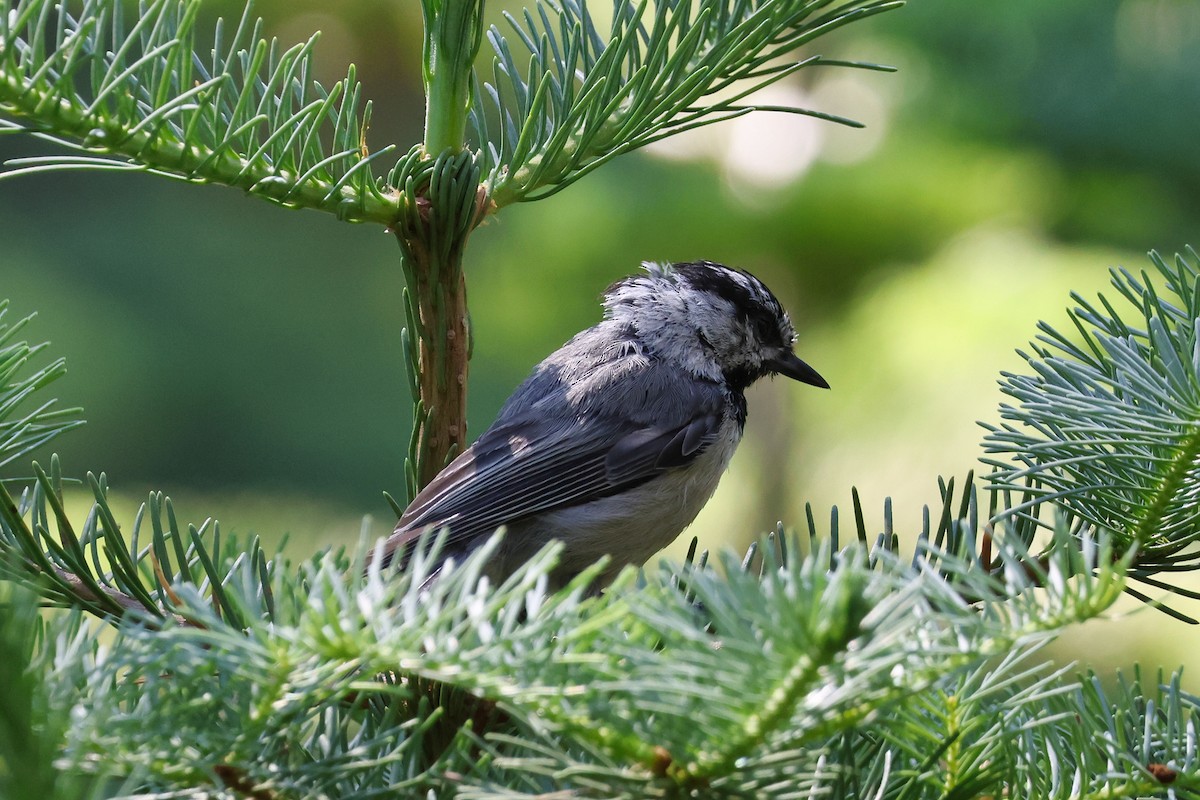Mountain Chickadee - Paul Prappas