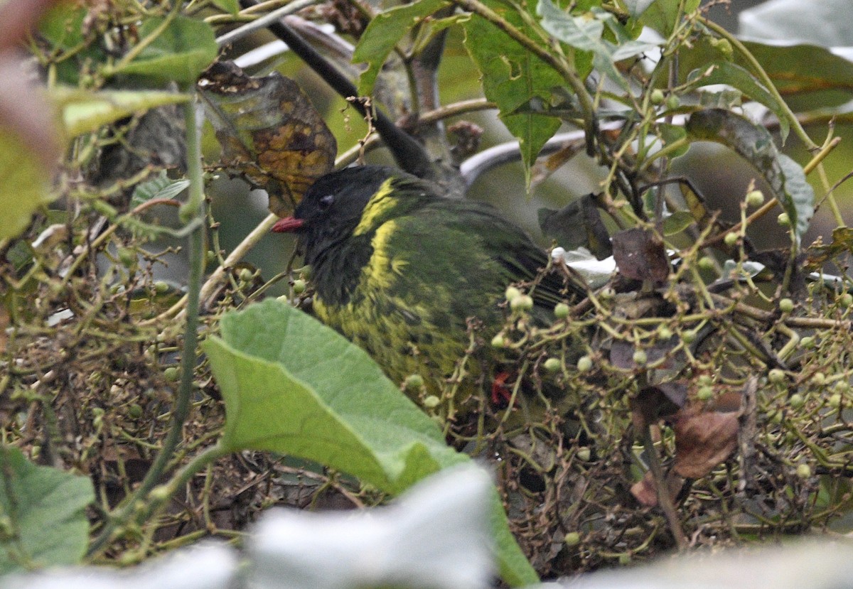 Green-and-black Fruiteater (Green-and-black) - ML621416040