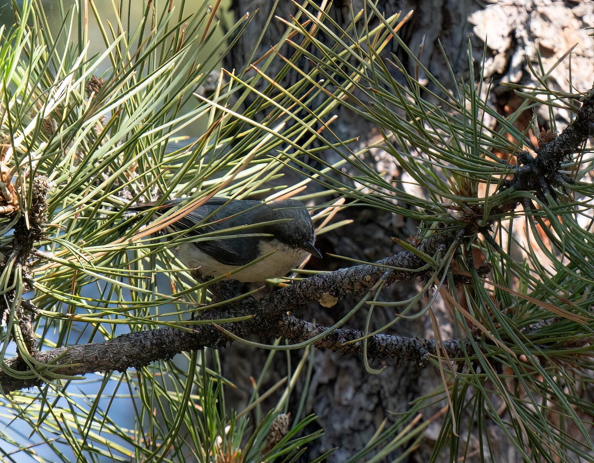 Pygmy Nuthatch - ML621416083