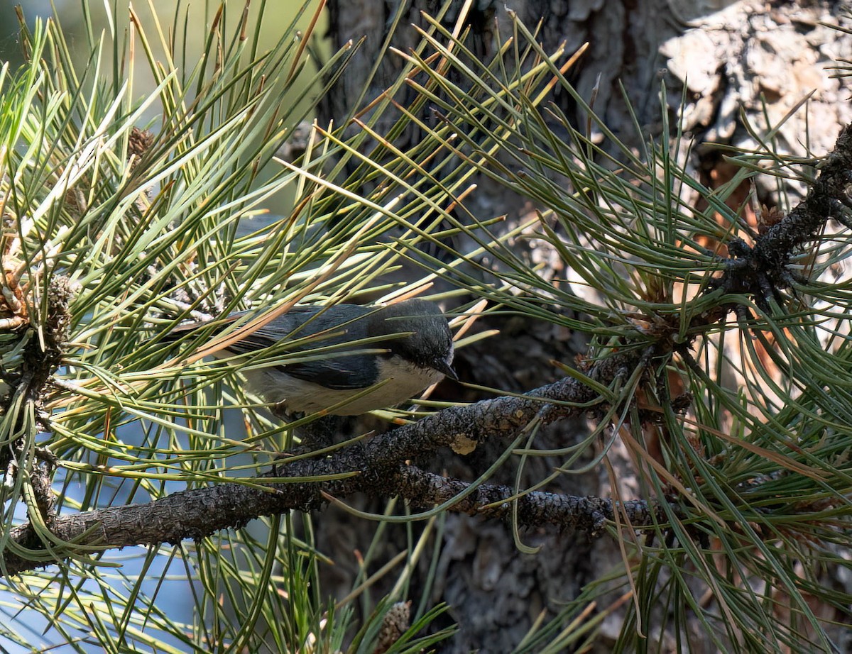 Pygmy Nuthatch - ML621416084