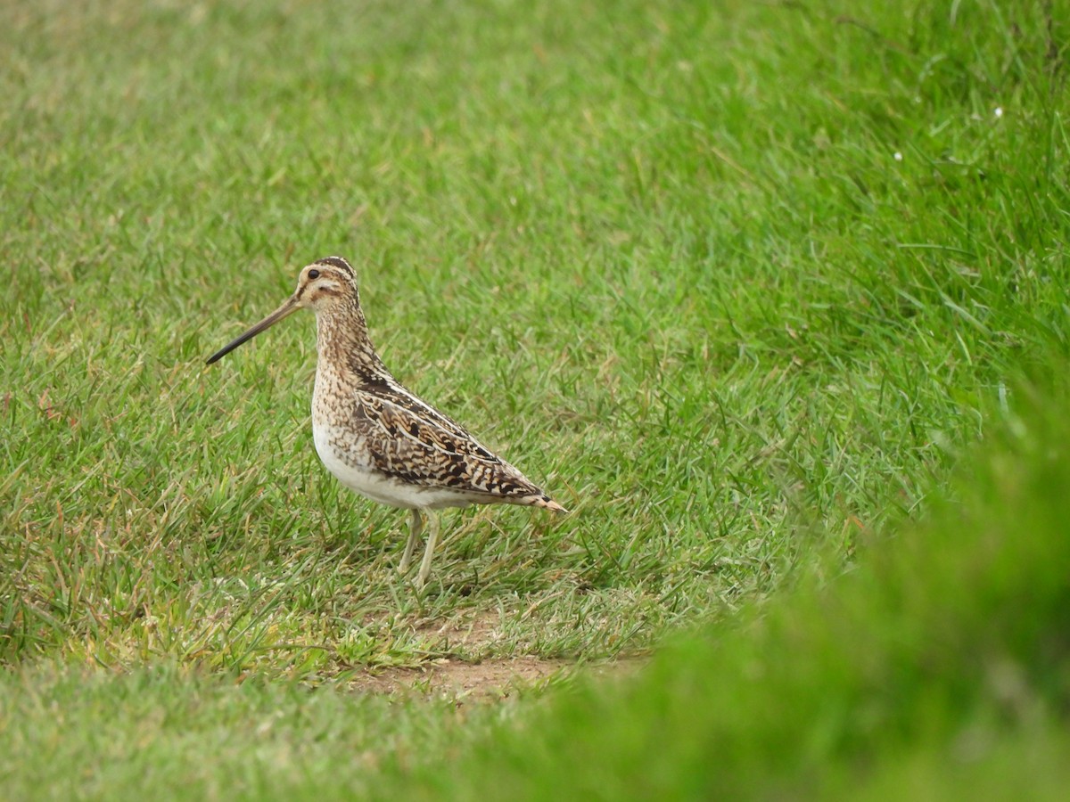 eBird Checklist - 12 Jul 2024 - Grímsey - 19 species