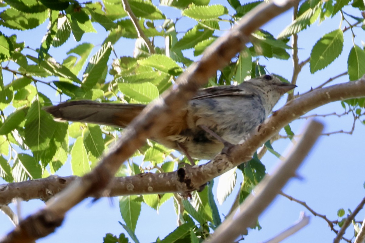 Canyon Towhee - ML621416155