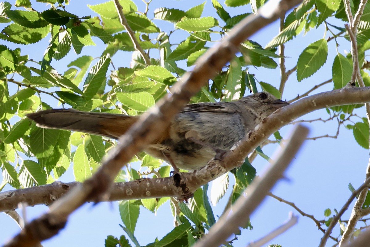 Canyon Towhee - ML621416156