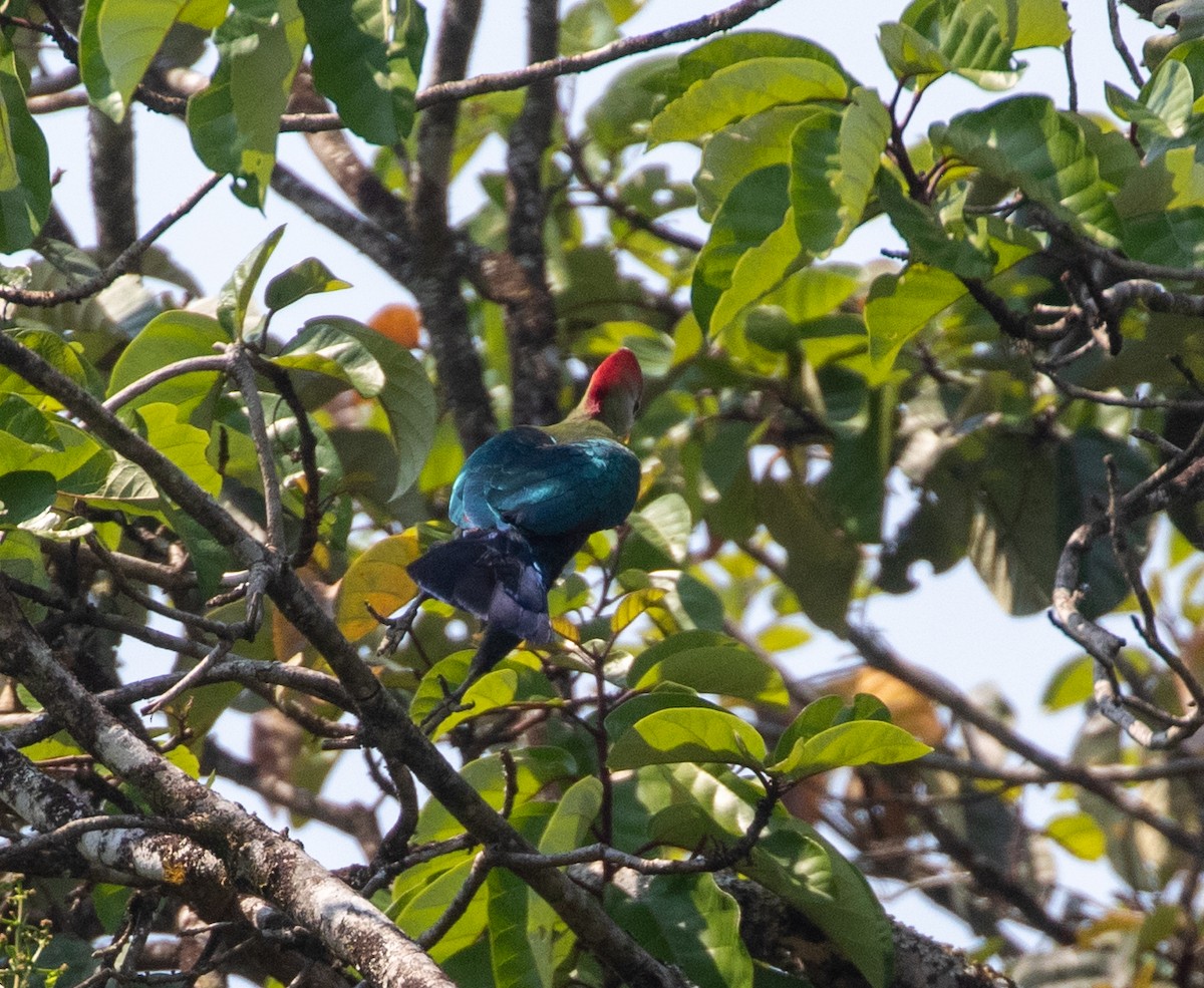 Red-crested Turaco - ML621416196