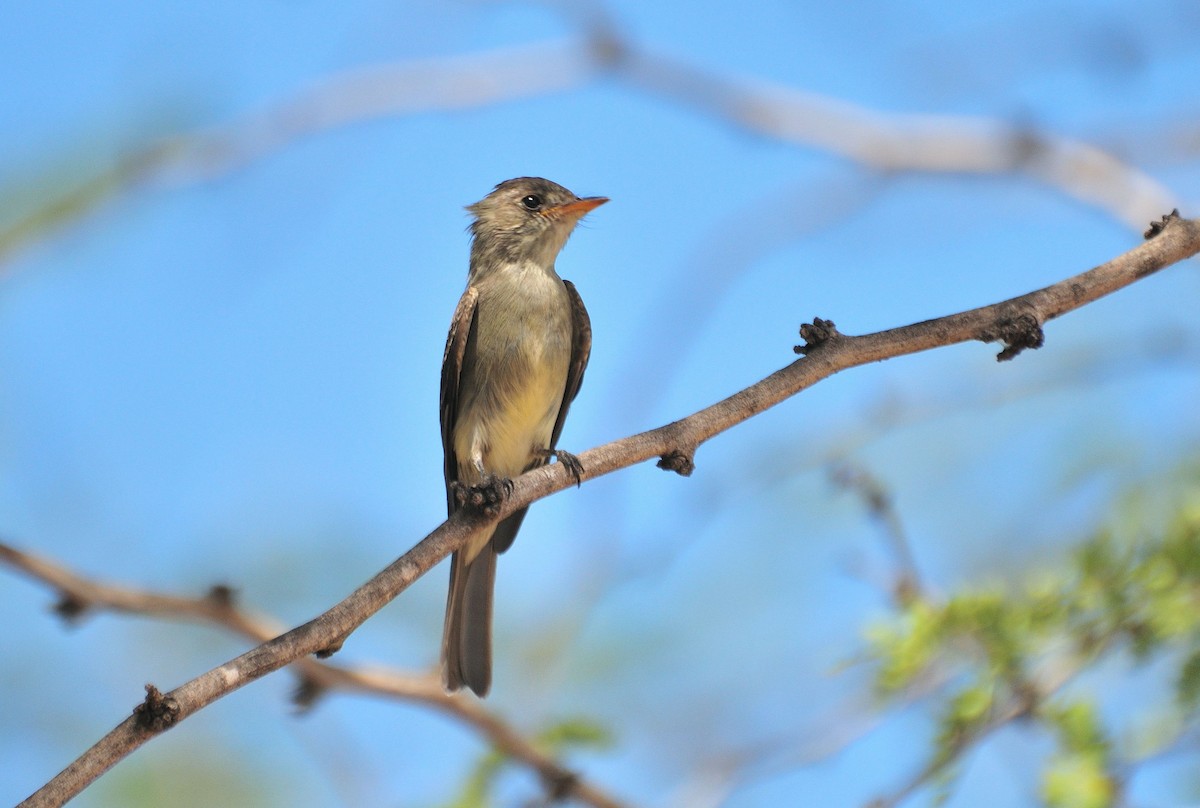 Southern Tropical Pewee - ML621416272