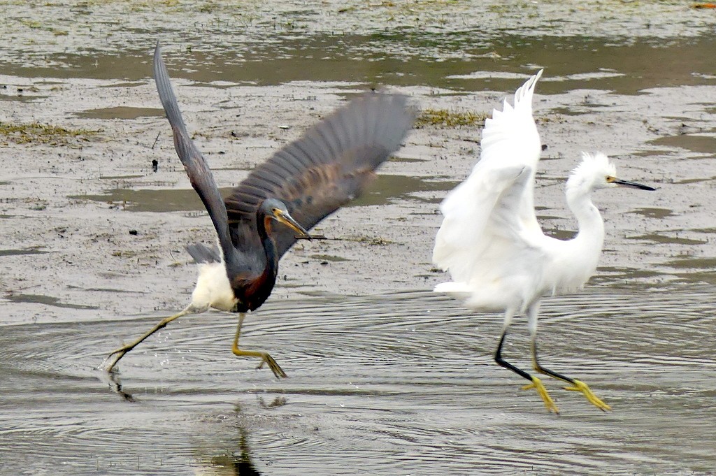 Tricolored Heron - ML621416276