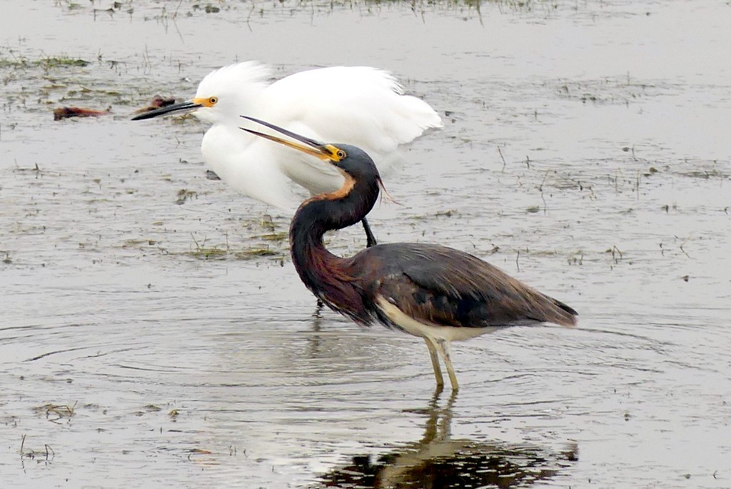 Tricolored Heron - ML621416278