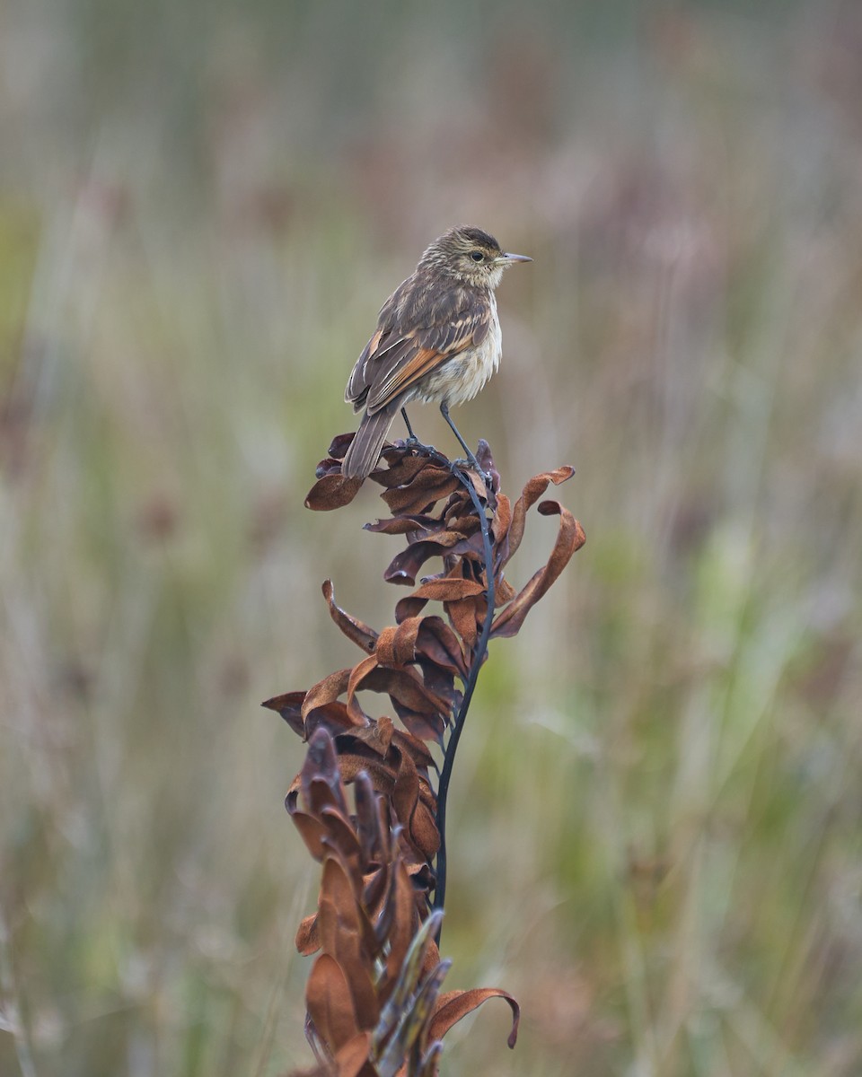 Spectacled Tyrant - ML621416297