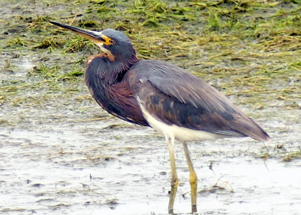 Tricolored Heron - Femi Faminu