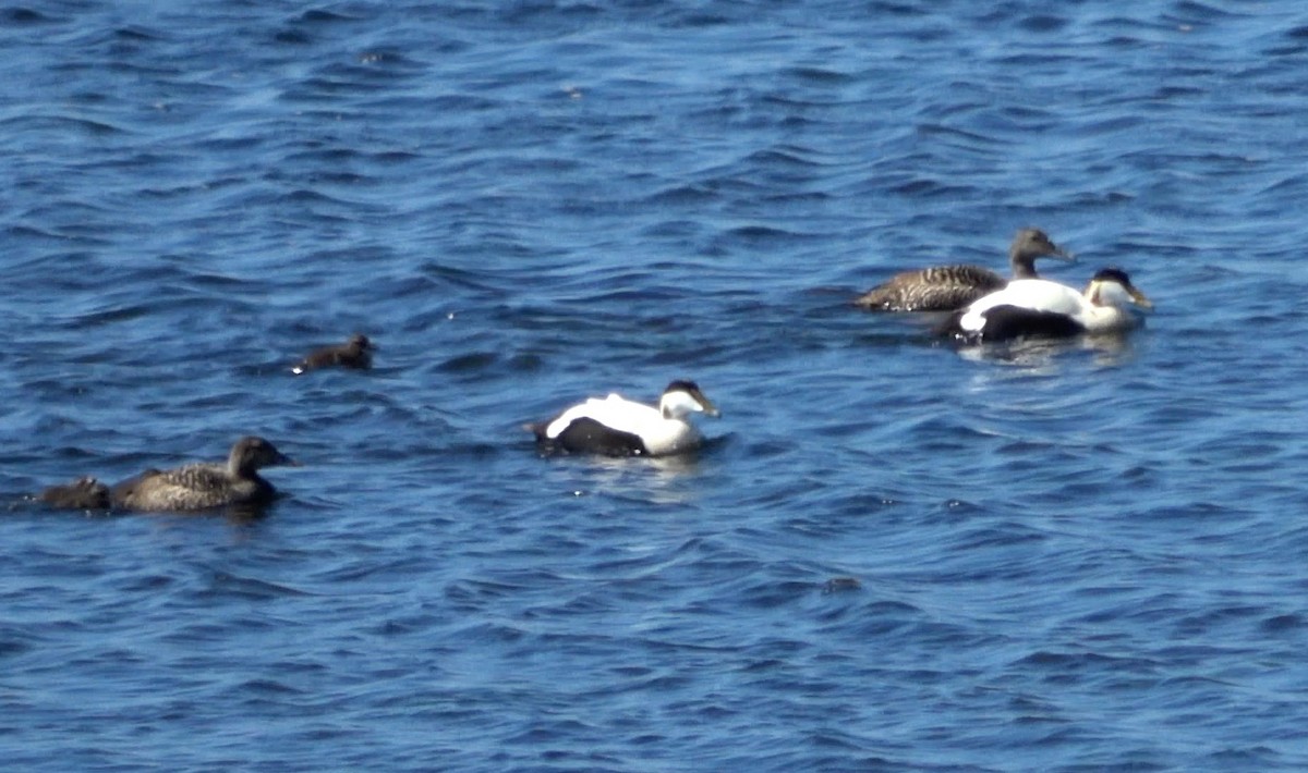 Common Eider - ML621416335