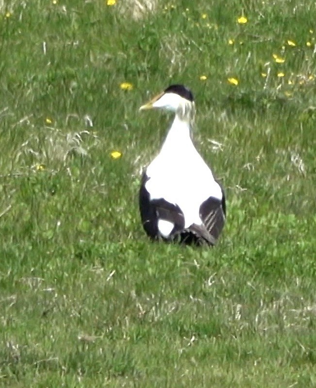 Common Eider - ML621416338