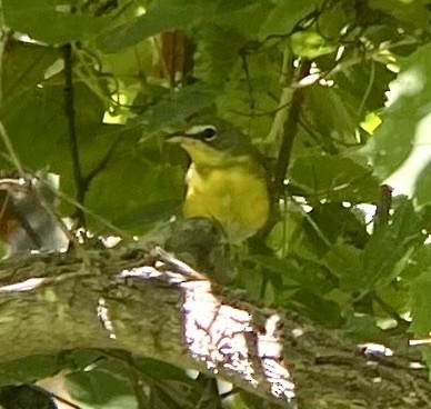 Yellow-breasted Chat - ML621416353