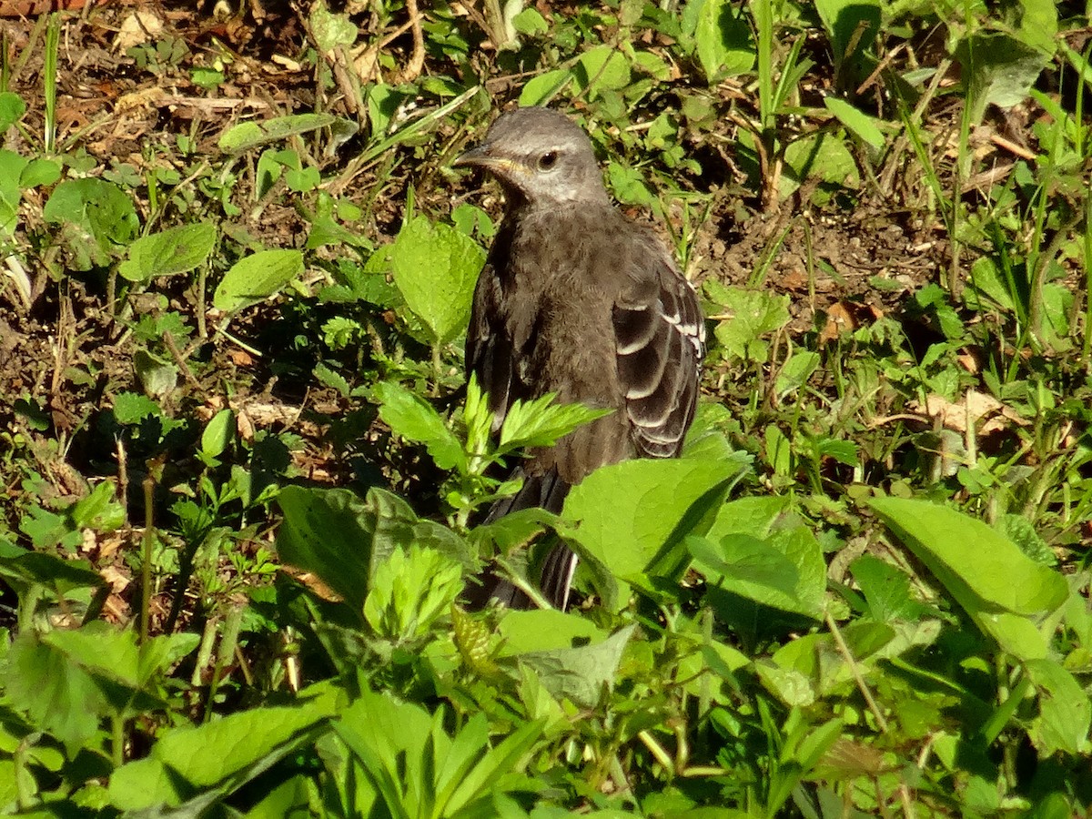 Northern Mockingbird - ML621416357