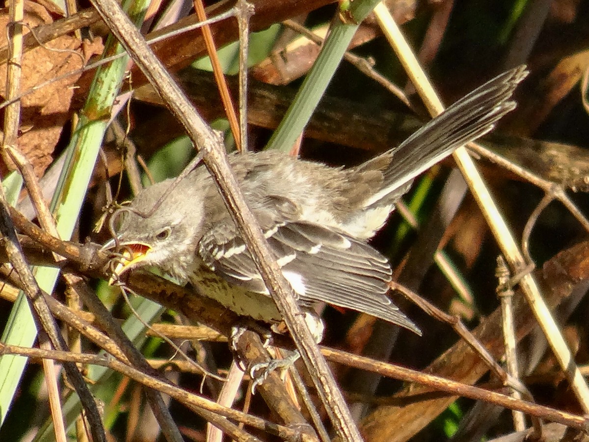 Northern Mockingbird - ML621416362