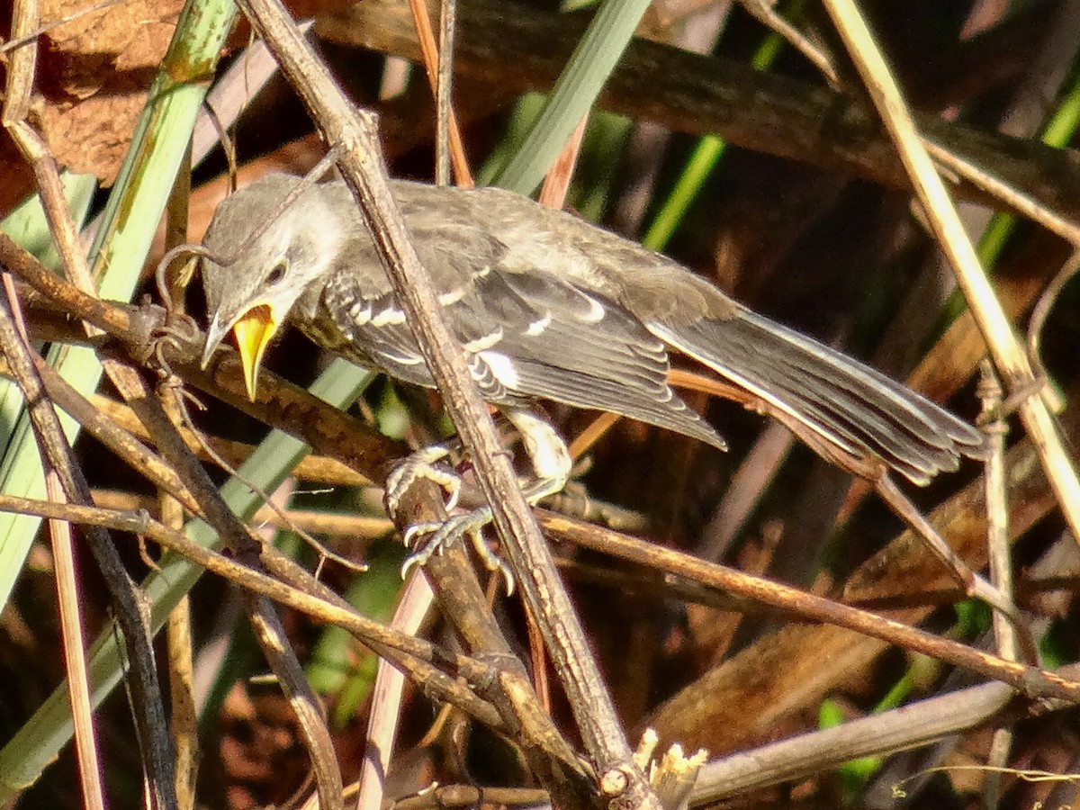 Northern Mockingbird - ML621416367