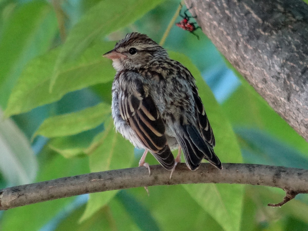 Chipping Sparrow - ML621416374