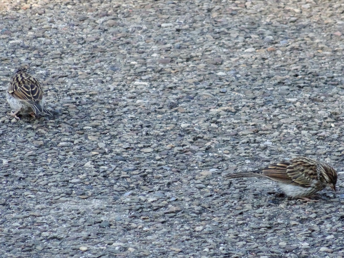 Chipping Sparrow - John Tollefson