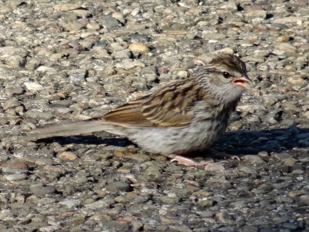 Chipping Sparrow - ML621416379