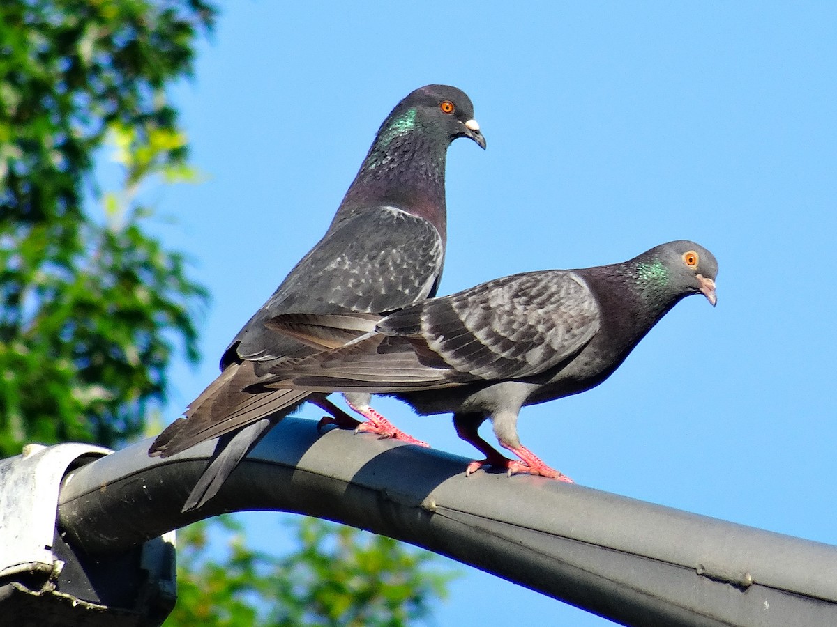 Rock Pigeon (Feral Pigeon) - ML621416387