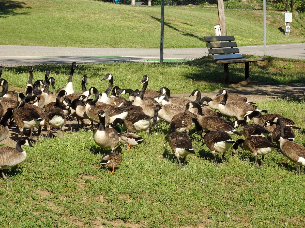 Canada Goose - ML621416392