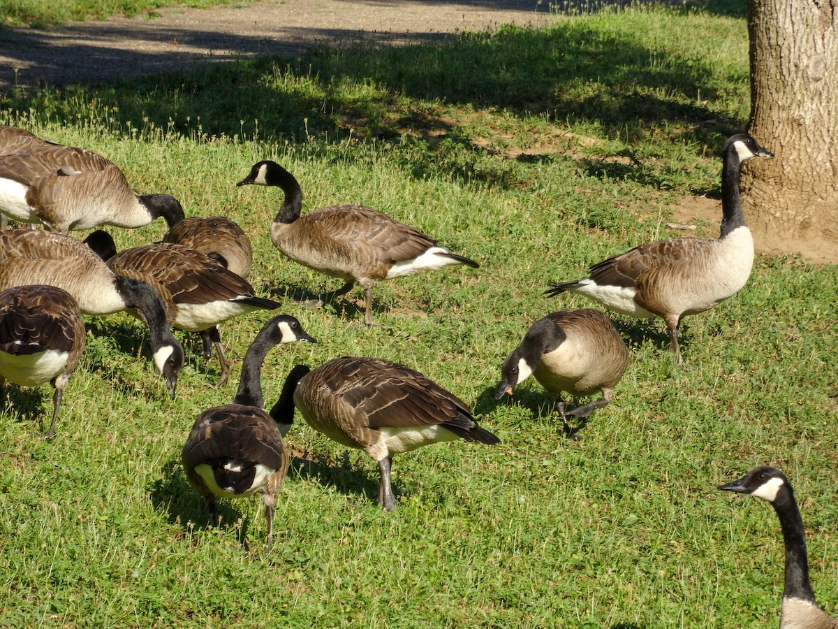 Canada Goose - ML621416394