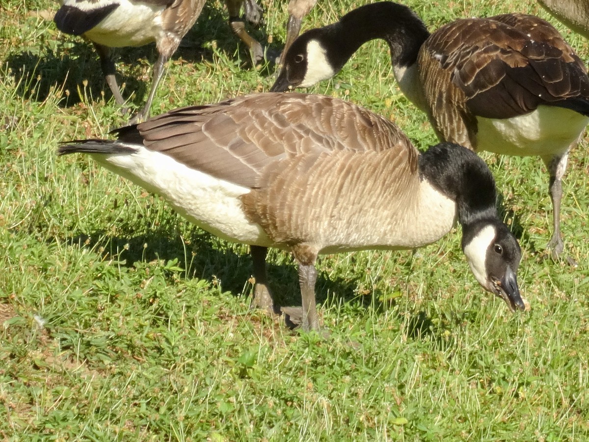 Canada Goose - ML621416395