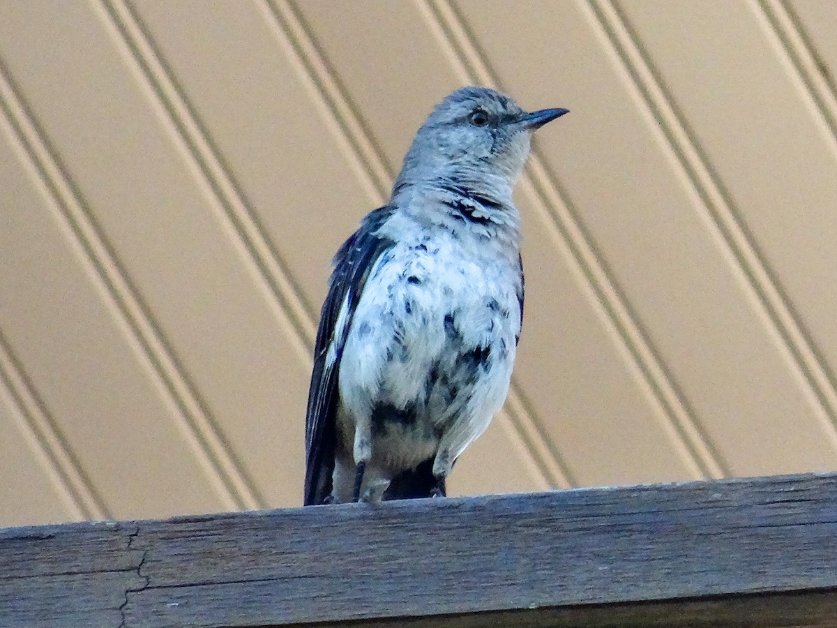 Northern Mockingbird - ML621416397