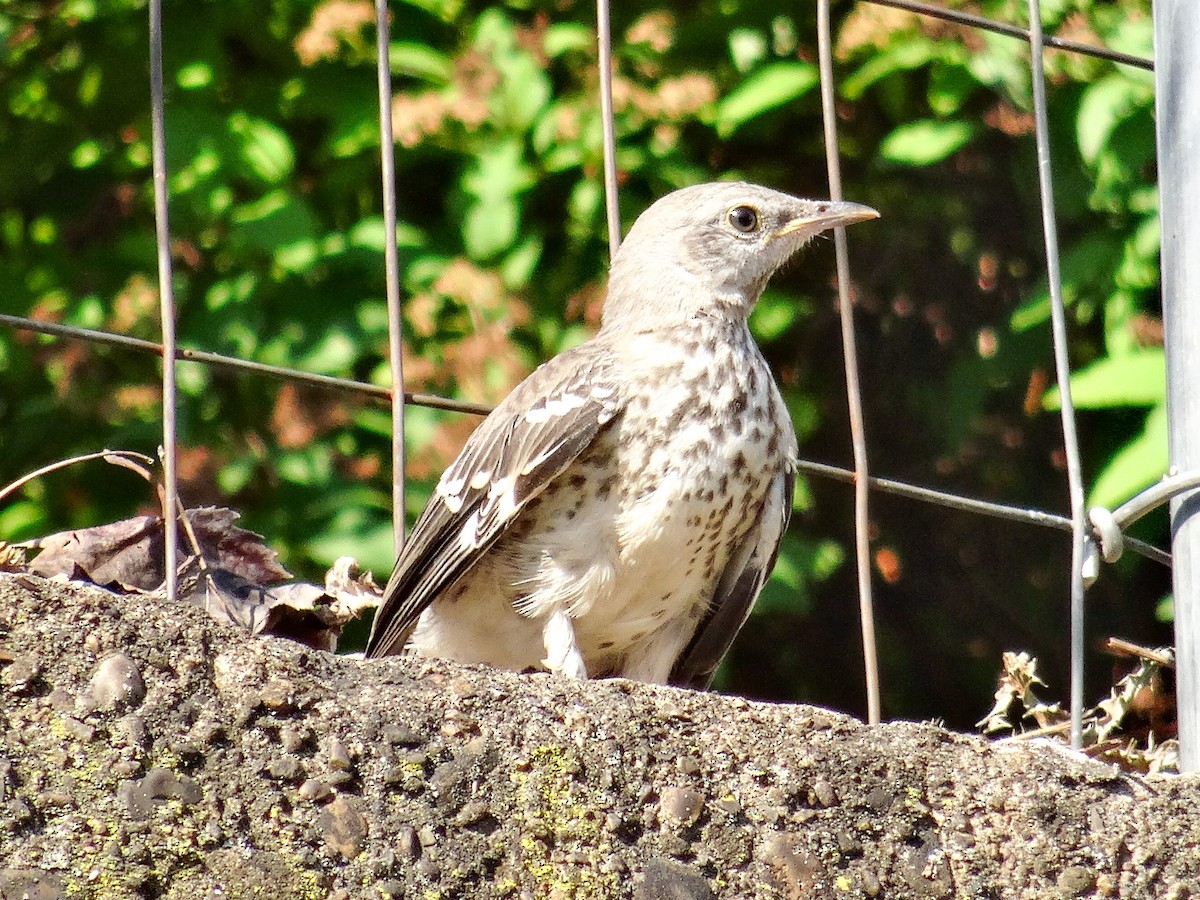 Northern Mockingbird - ML621416398