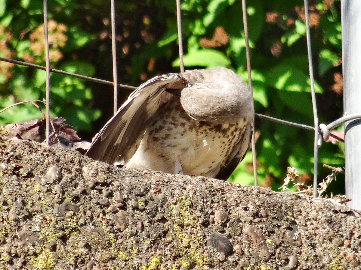 Northern Mockingbird - ML621416399