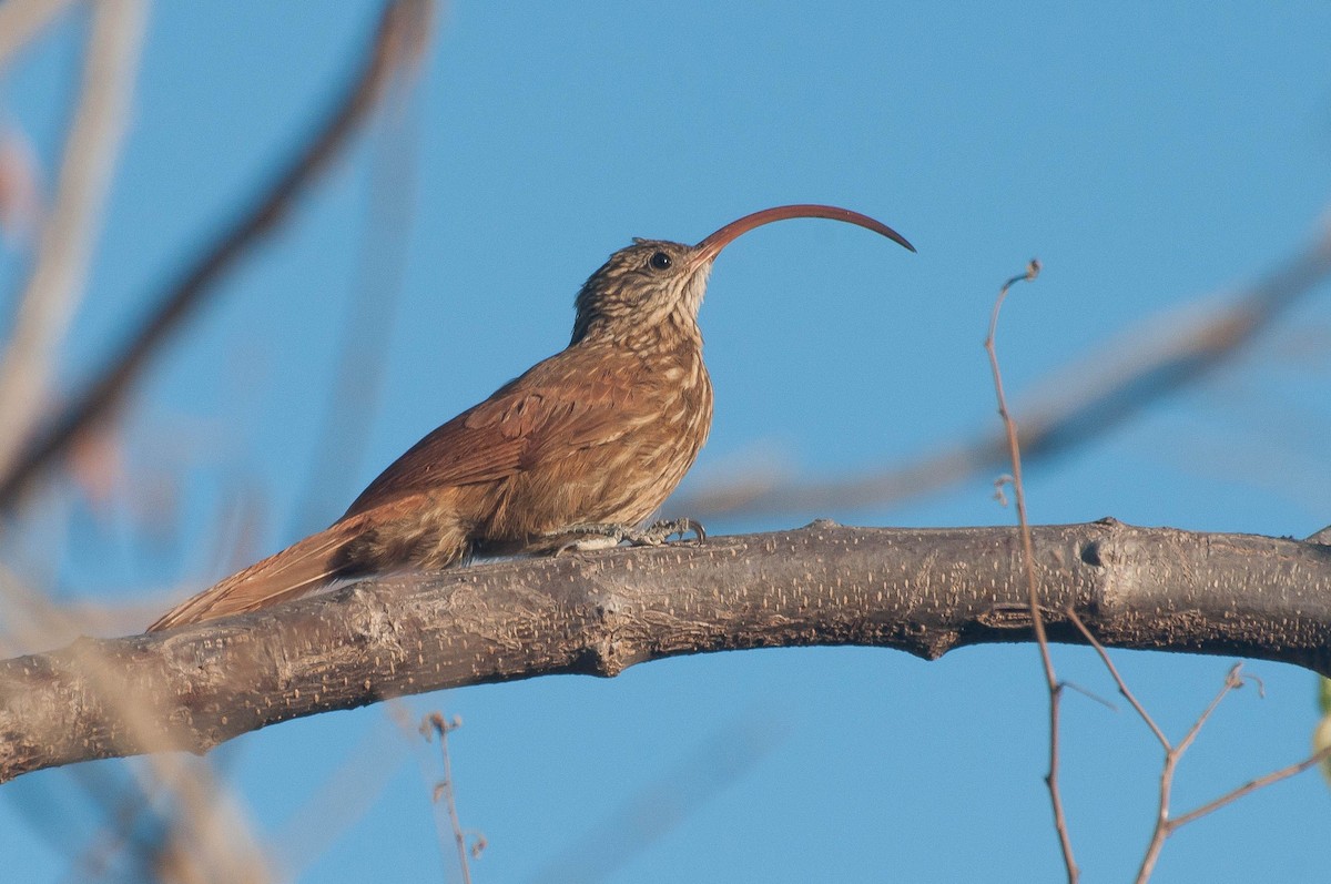 Red-billed Scythebill - ML621416417