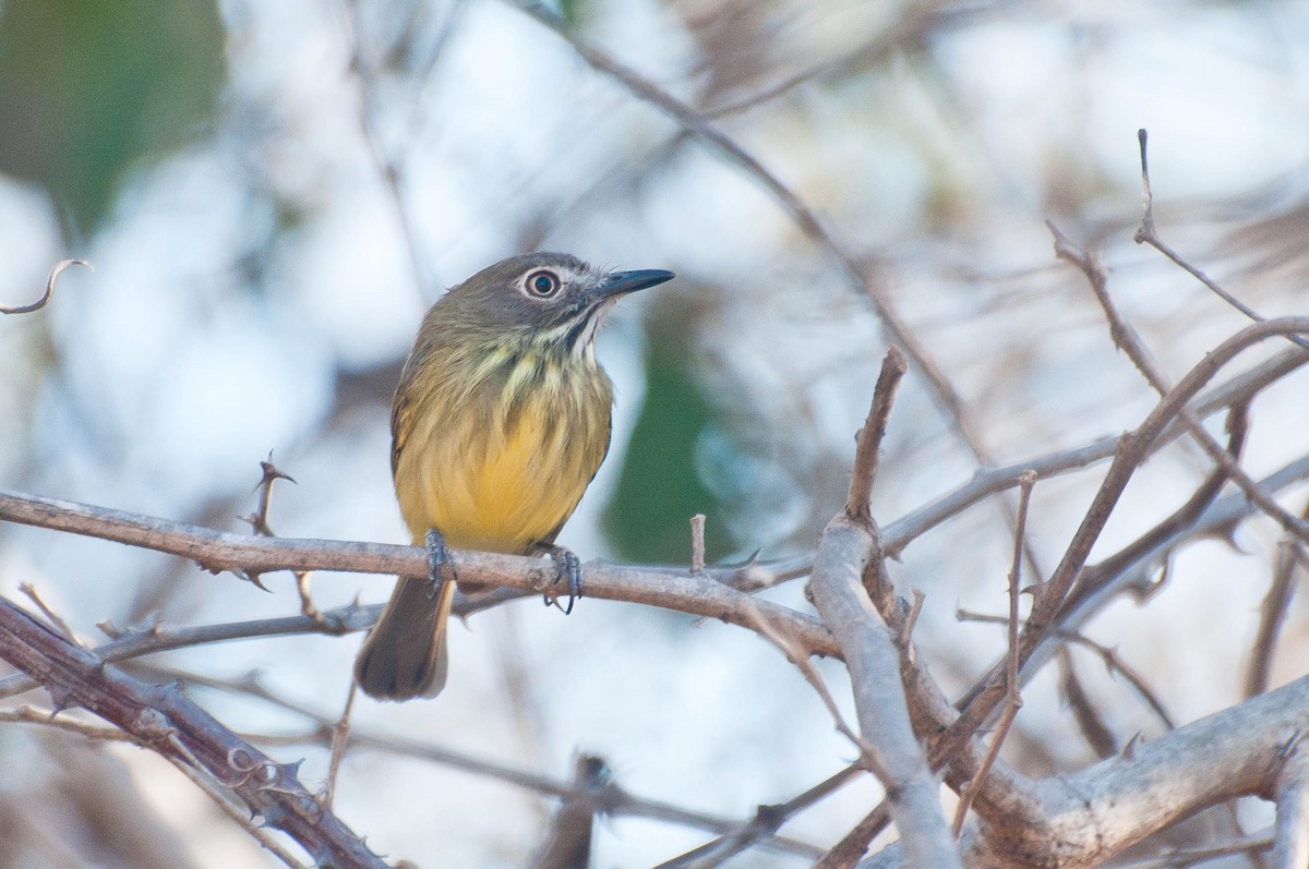 Stripe-necked Tody-Tyrant - ML621416419