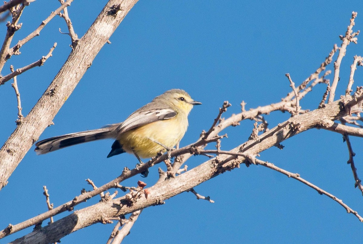 Greater Wagtail-Tyrant - ML621416422