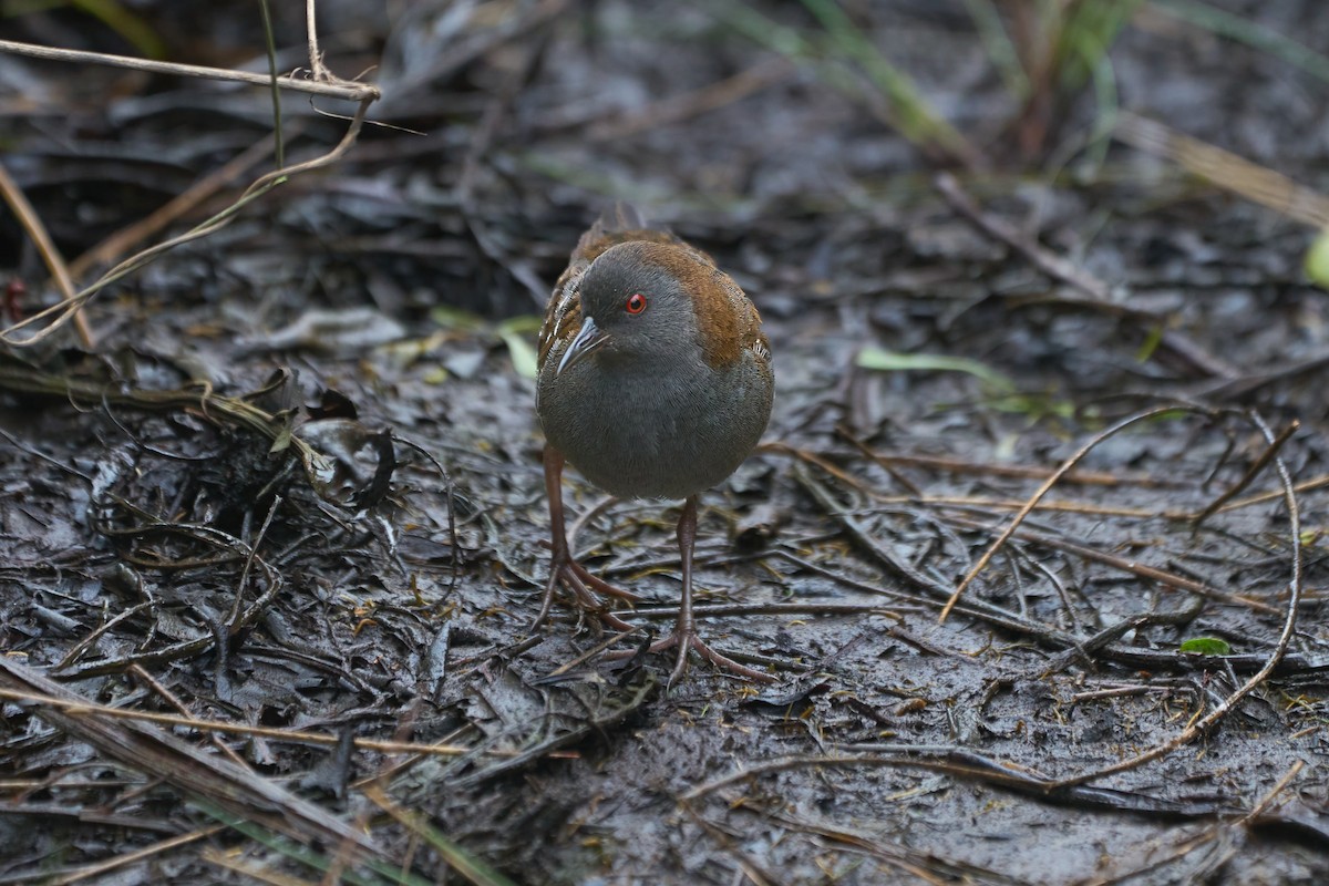 Dot-winged Crake - ML621416489