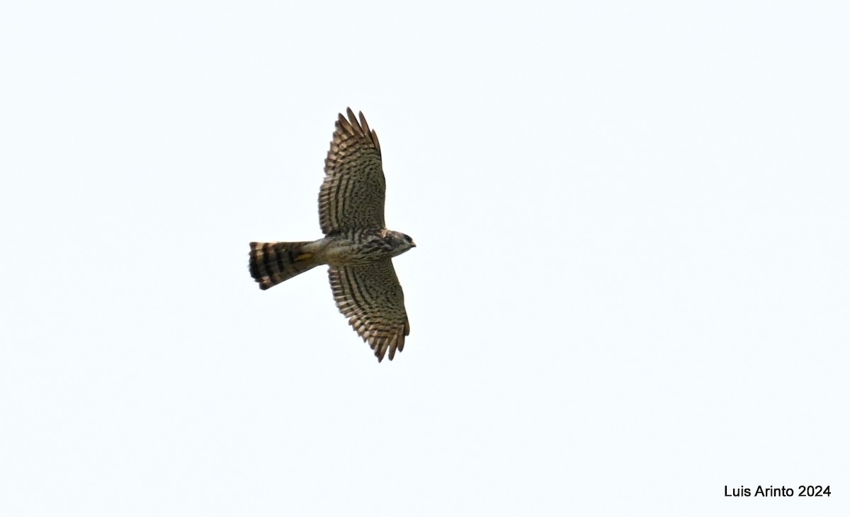 Levant Sparrowhawk - ML621416556