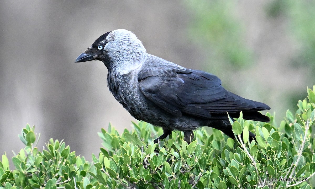 Eurasian Jackdaw - ML621416635