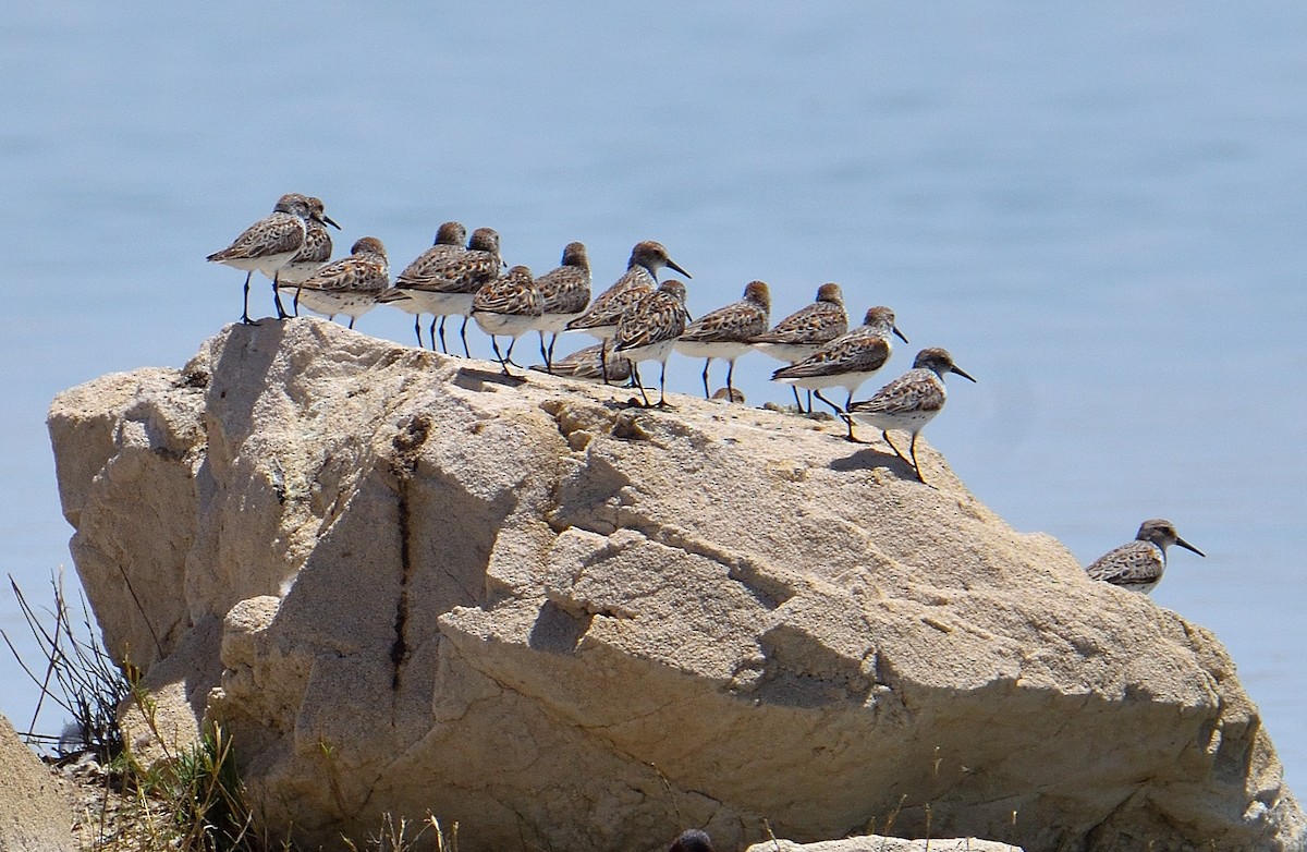 Western Sandpiper - ML621416919